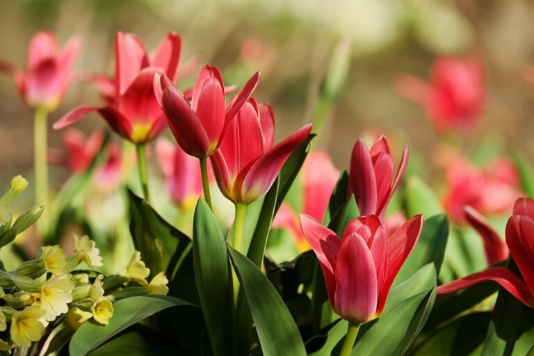 8 Mart Dünya Kadınlar Günü Kutlu Olsun